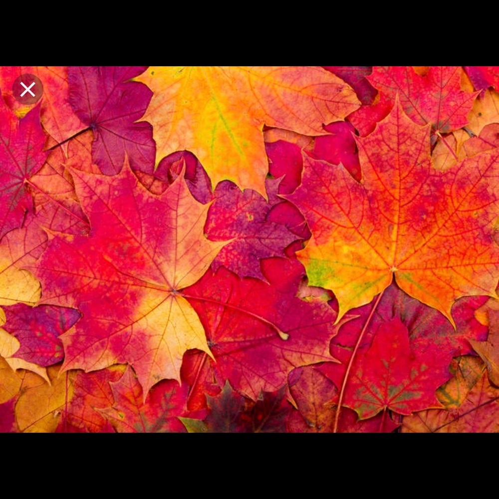 Meet your Posher, Bella